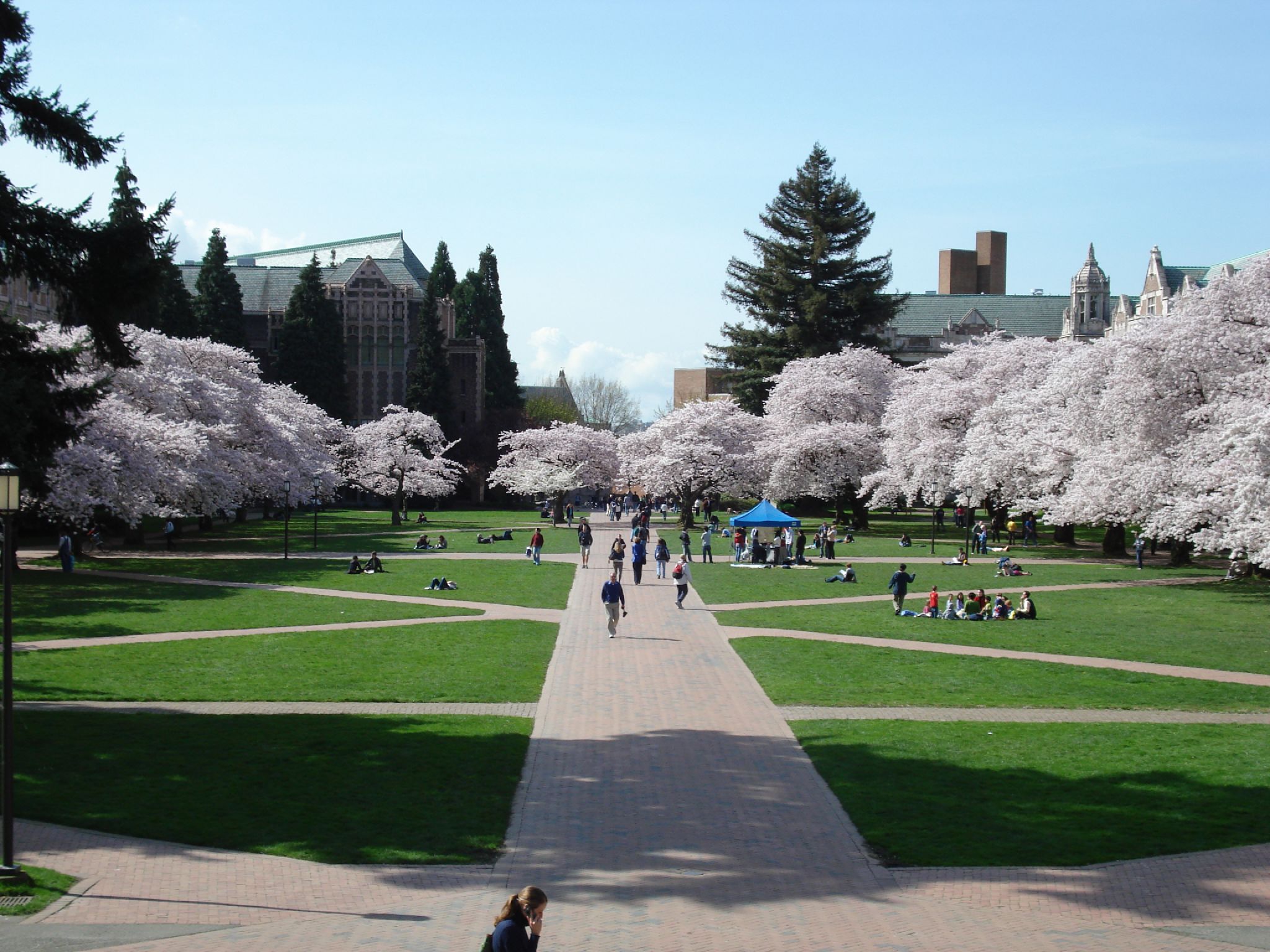 University of Washington Quad with cherry blossoms